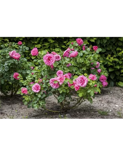 DER OKTOBER - PFLANZZEIT FÜR ROSEN