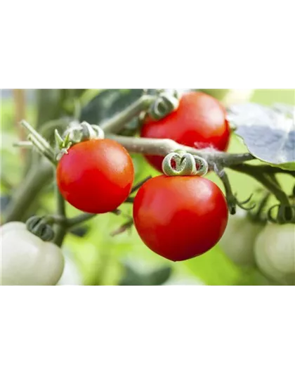 ALTE TOMATENSORTEN FüRS FREILAND!