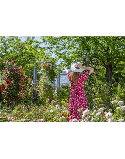 DER ROSENGARTEN - SCHLICHTE ELEGANZ UND TOLLE DüFTE