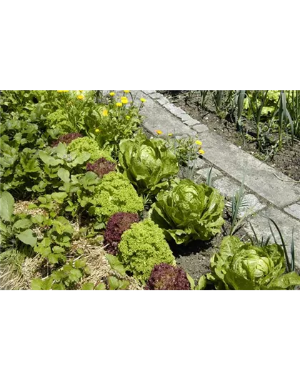 DER GEMüSEGARTEN!