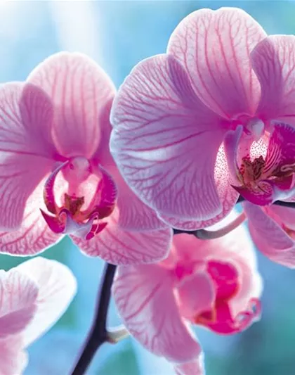 Orchideen