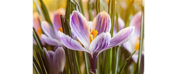 DER FRüHLING WIRD BUNT