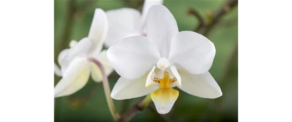 ORCHIDEEN - DIE KöNIGIN DER ZIMMERPFLANZEN