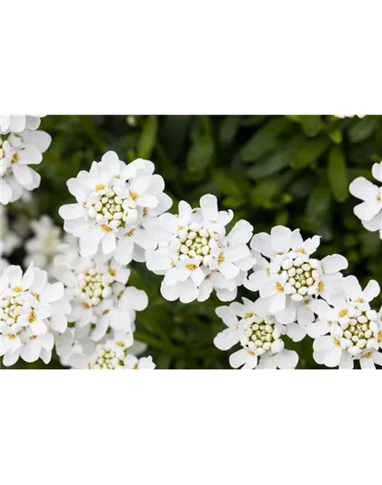 DIE IMMERGRüNE SCHLEIFENBLUME 