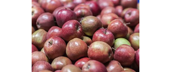 SOMMERSCHNITT FüR OBSTBäUME