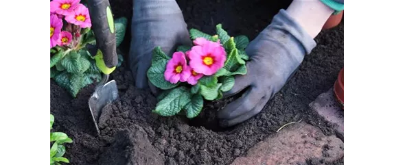 PRIMELN - EINPFLANZEN IM GARTEN