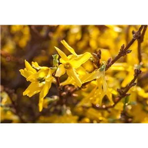 FRüHBLüHENDE GEHöLZE - DIE VORBOTEN DES FRüHLINGS