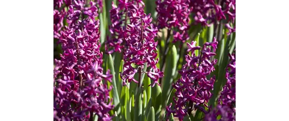 DER FRüHLING WIRD BUNT