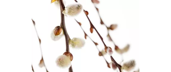 DER FRüHLING WIRD BUNT