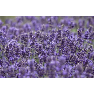 DIE VIELSEITIGE ANWENDUNG VON LAVENDEL!