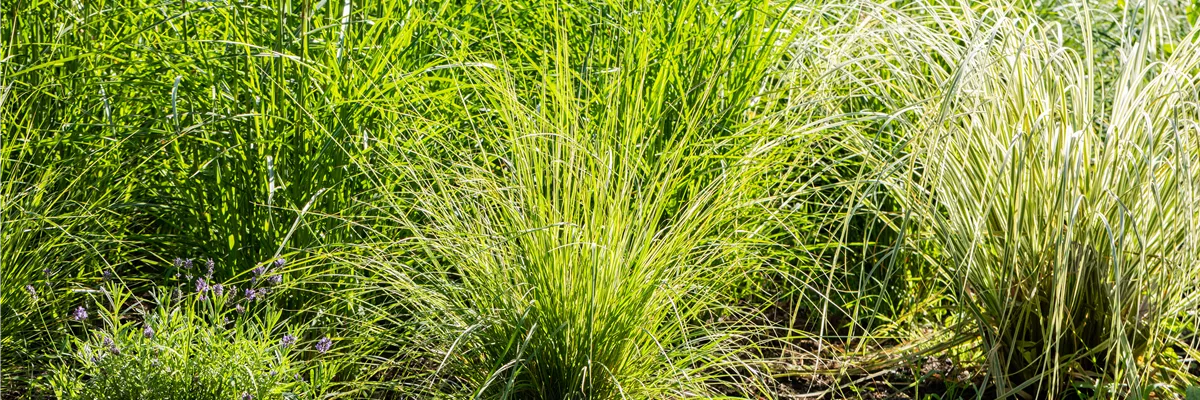 Calamagrostis x acutiflora