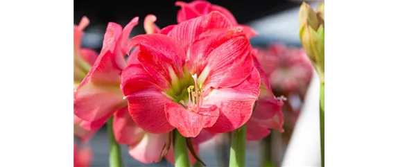 AMARYLLIS