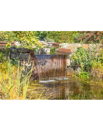 WASSERPFLANZEN FüR DEN GARTENTEICH