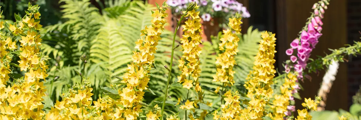 Lysimachia punctata