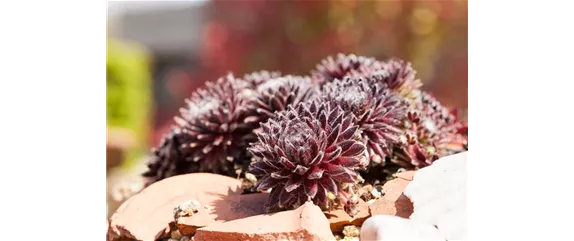 DAS SEMPERVIVUM!