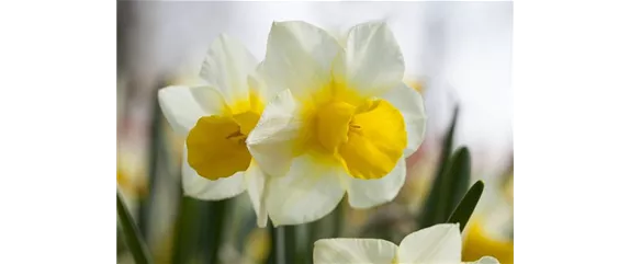 FRüHLING AUF DEM BALKON