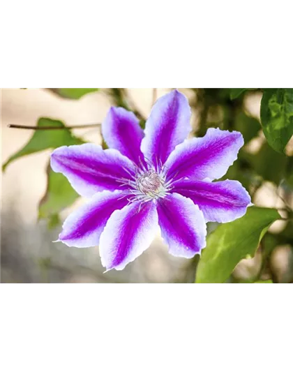 CLEMATIS!