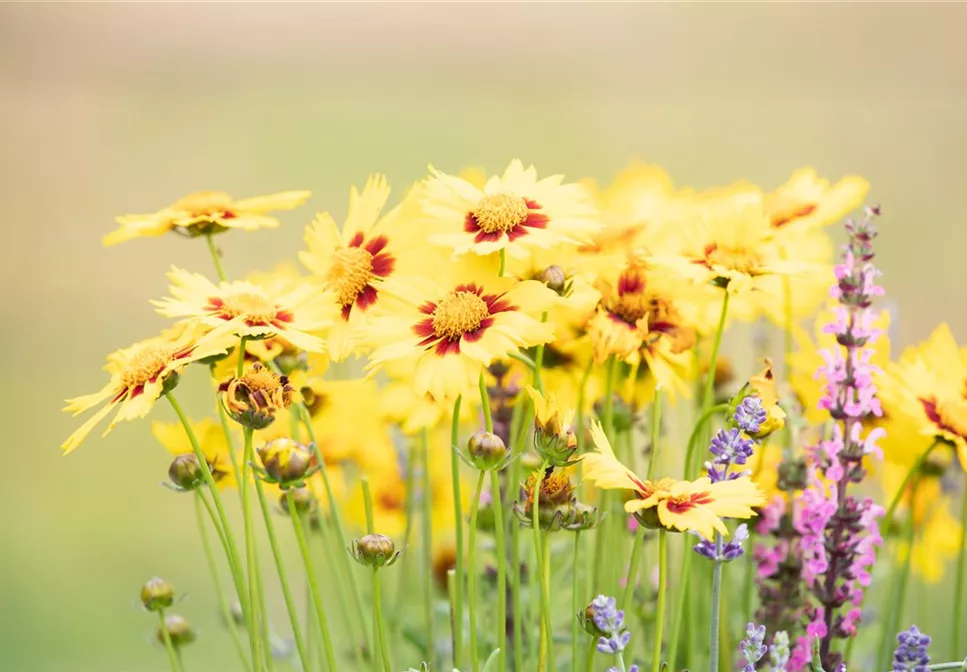 GARTEN-FEELING FüR DEN BALKON