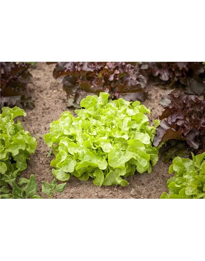 DA HABEN WIR DEN SALAT