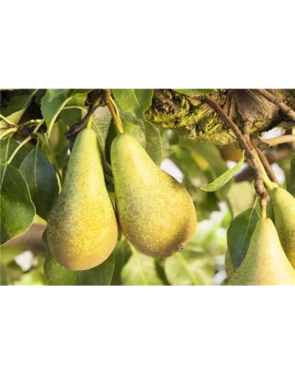 OBSTGARTEN FÜR KINDER