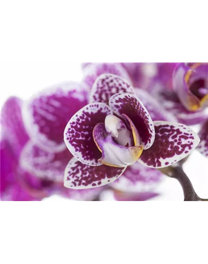 ORCHIDEEN FüR ANFäNGER UND PROFIS