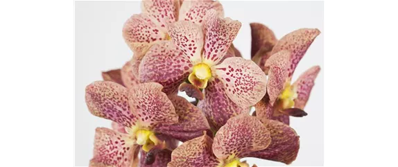 ORCHIDEEN FüR ANFäNGER UND PROFIS